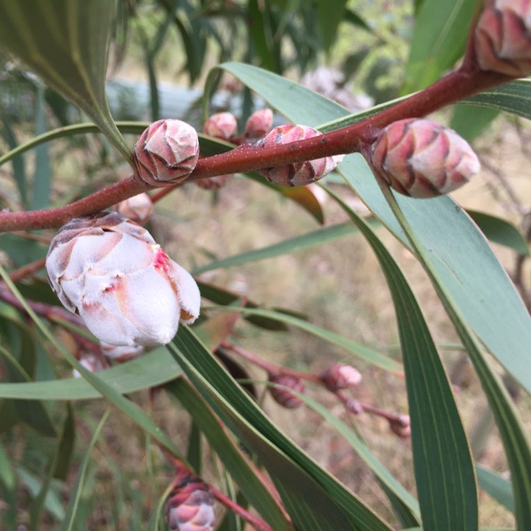 Plant image Hakea laurina