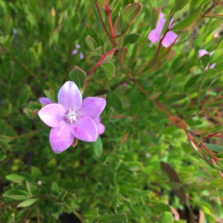 Plant image Crowea exalata 'Darkside'