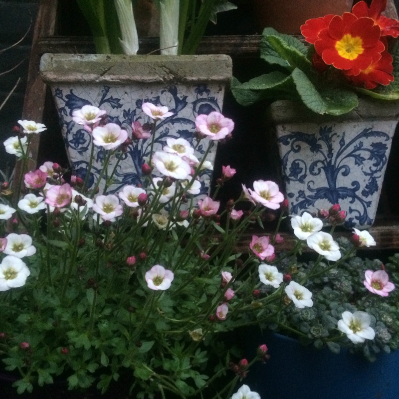 Plant image Saxifraga x arendsii 'Mossy White'