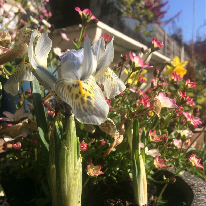 Plant image Iris 'Sheila Ann Germaney' syn. Iris reticulata 'Sheila Ann Germaney'