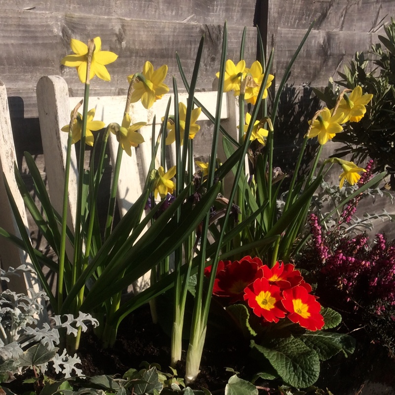 Plant image Narcissus 'Golden Harvest'