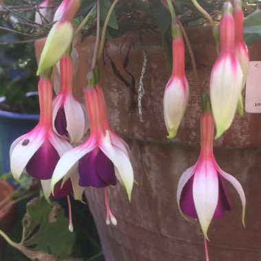 Fuchsia (Half-Hardy)