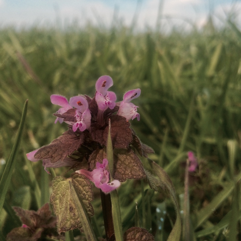 Plant image Lamium purpureum