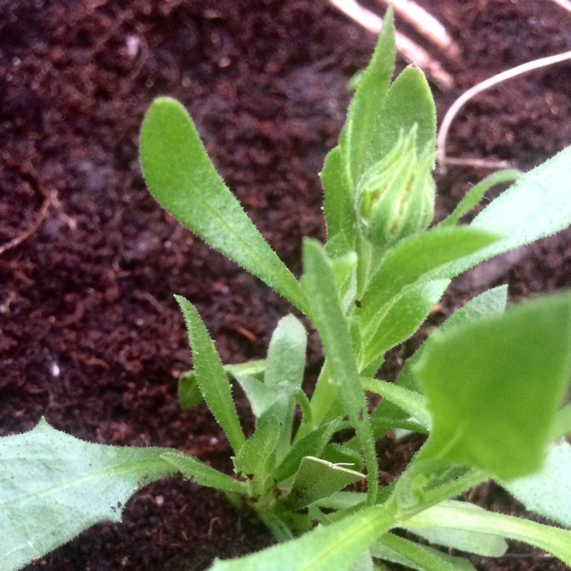 Plant image Osteospermum Ecklonis 'Voltage White '