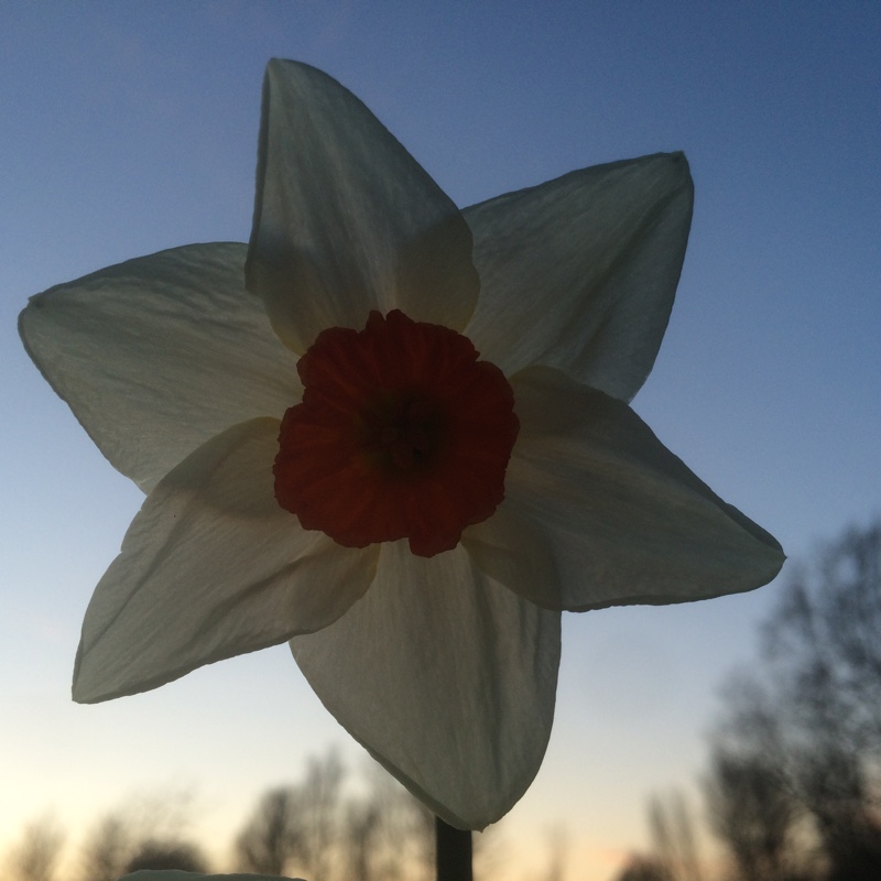 Plant image Narcissus 'Runkerry'