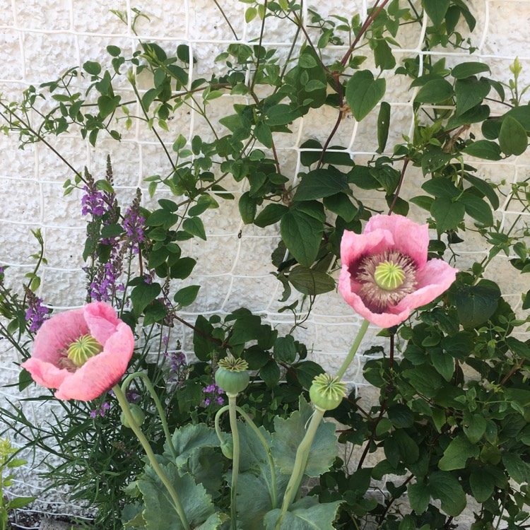 Plant image Papaver orientale 'Carneum'