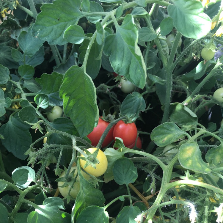 Plant image Solanum lycopersicum 'Garden Pearl'