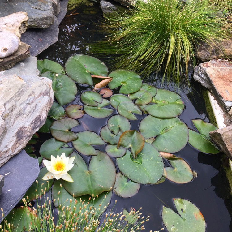 Plant image Nymphaea 'Candida'