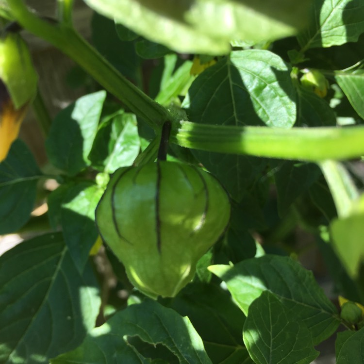 Plant image Physalis philadelphica 'Verde'