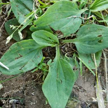 Goodyera pubescens