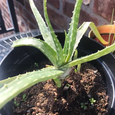 Aloe Vera