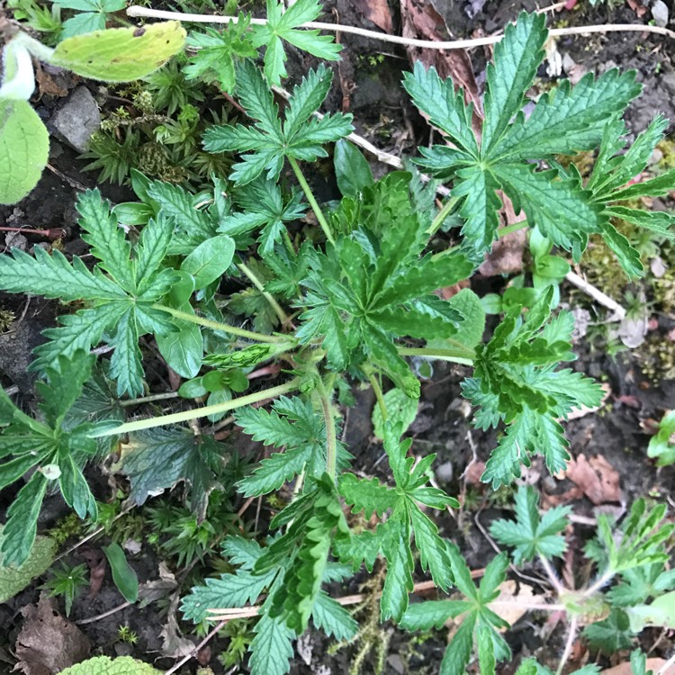 Plant image Potentilla fruticosa