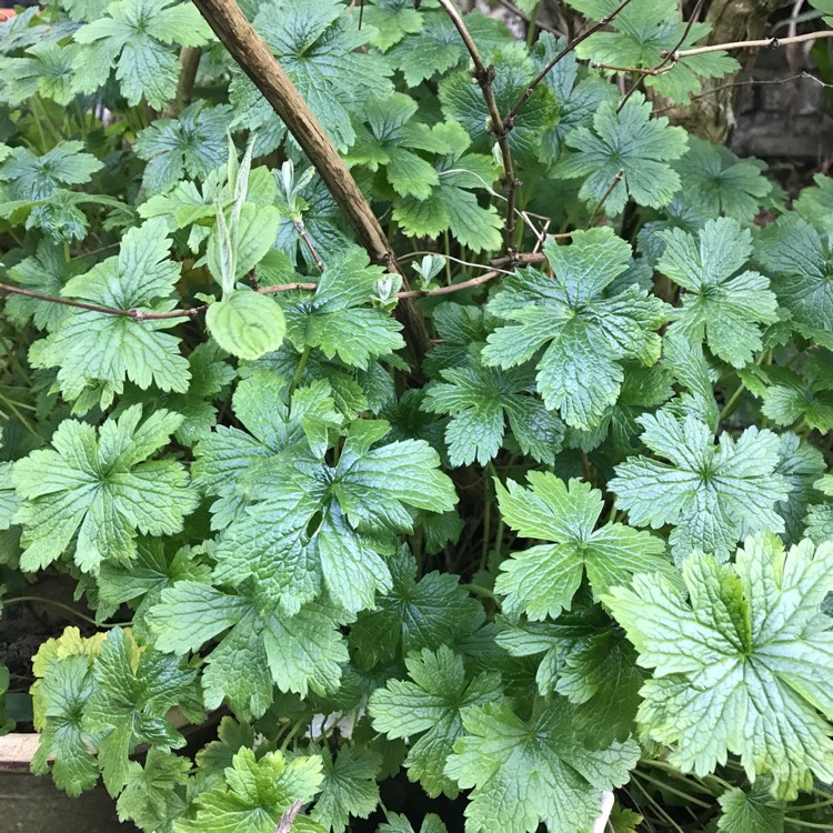 Plant image Geranium psilostemon 'Catherine Deneuve'