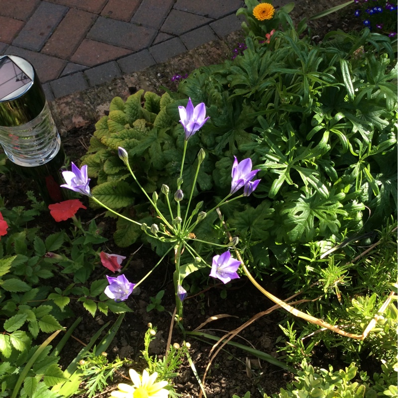 Plant image Triteleia 'Queen Fabiola' syn. Brodiaea 'Queen Fabiola'