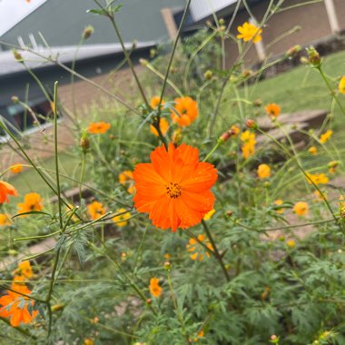 Sulphur Cosmos