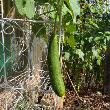 Ridge Gourd