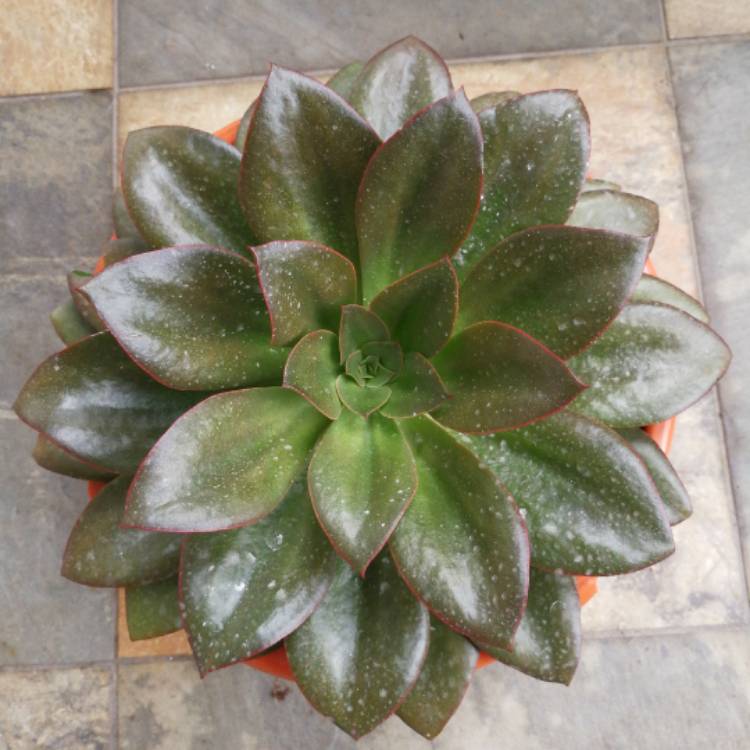 Plant image Echeveria Monocerotis