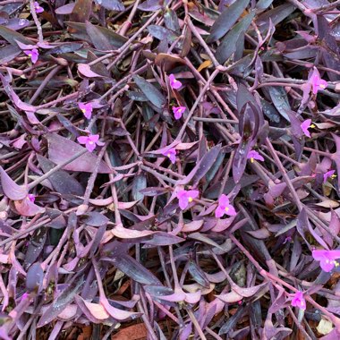 Purple-Heart Spiderwort 'Variegata'