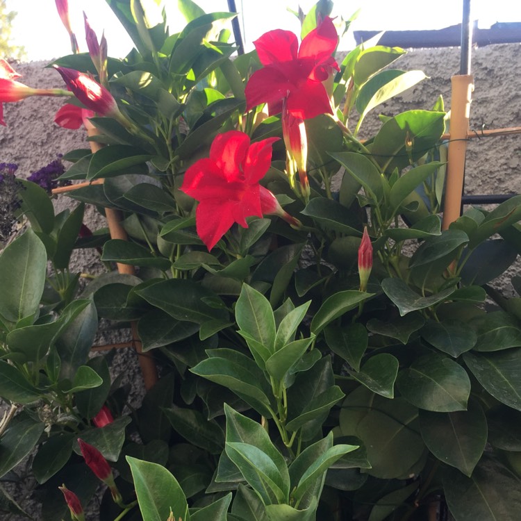 Plant image Mandevilla 'Sunparaprero' syn. Mandevilla 'Sun Parasol Pretty Pink', Mandevilla 'Sundaville Pretty Rose'