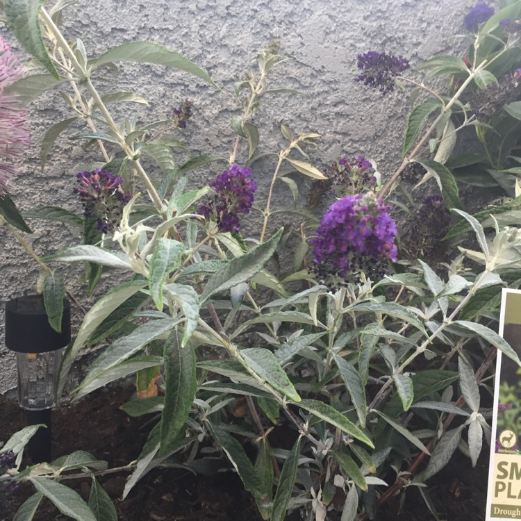 Plant image Buddleja davidii 'Tobudmidni' (Buzz Series) syn. Buddleja davidii 'Buzz Midnight'