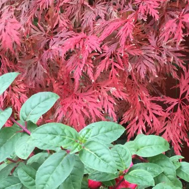 Japanese Maple