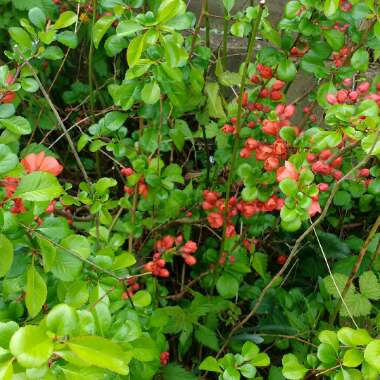 Japanese Quince