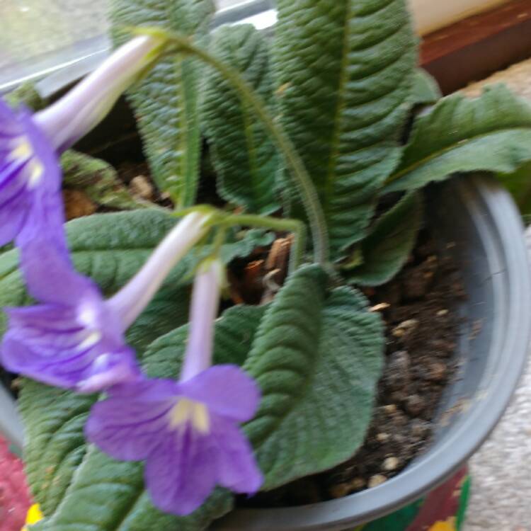 plant image 448221