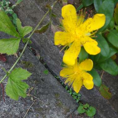 St Johns Wort