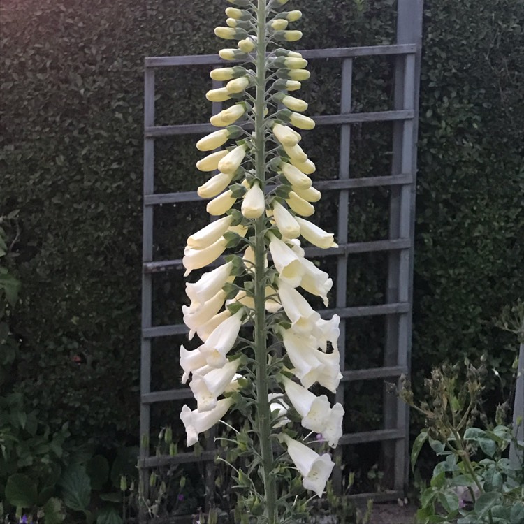 Plant image Digitalis grandiflora