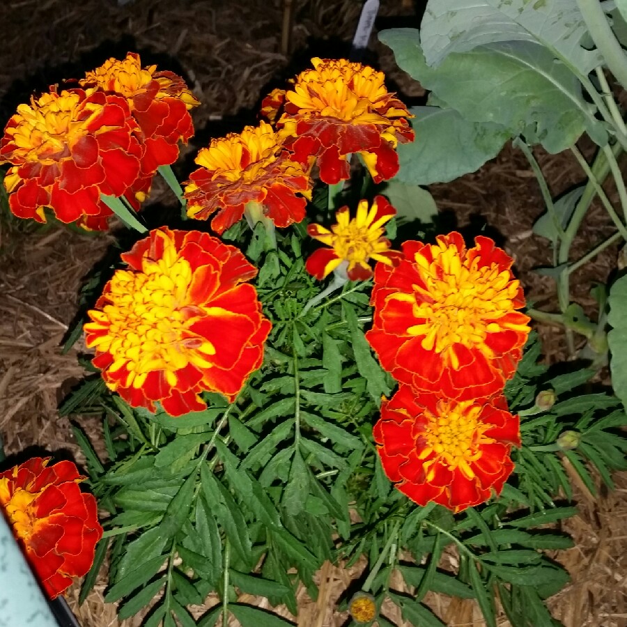 French marigold