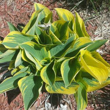 Plantain Lily (Species) White Margined Wavy Plantain Lily