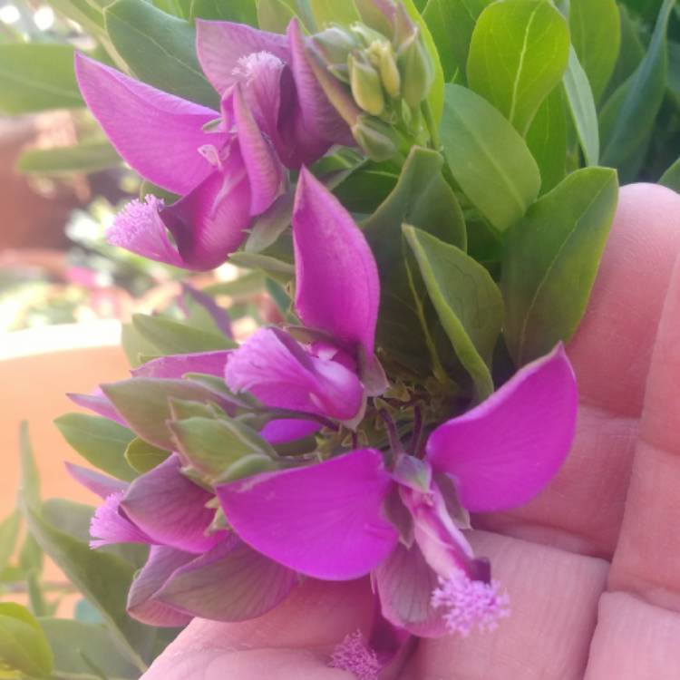 Plant image Polygala myrtifolia