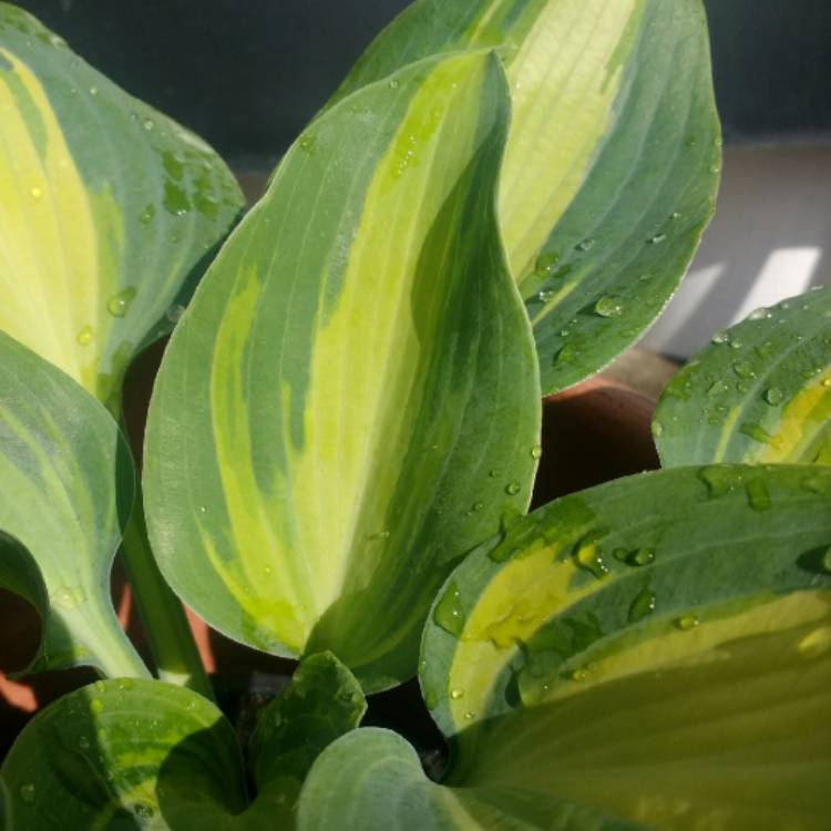 Plant image Hosta 'Dinner Jacket'