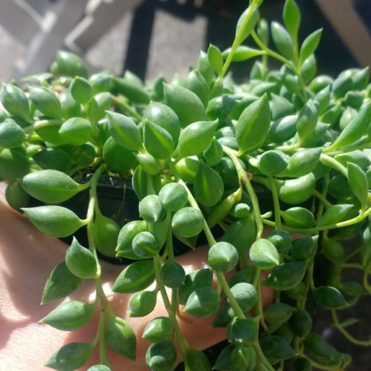 Plant image Curio Herreanus syn. Senecio Herreanus