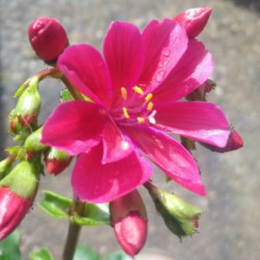 Lewisia Cotyledon