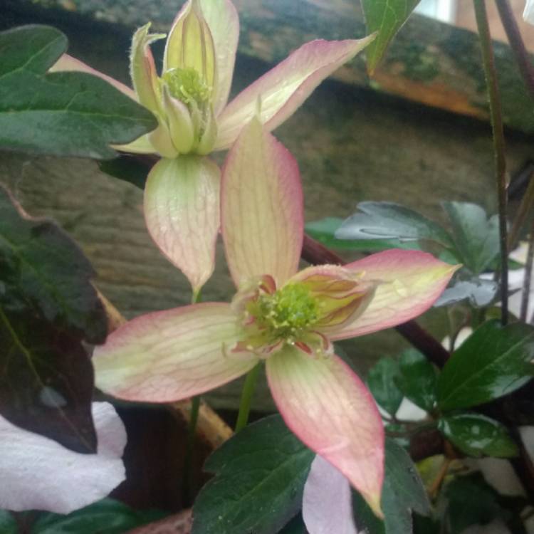 Plant image Clematis montana 'Marjorie'