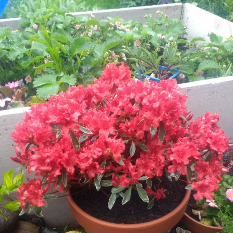 Plant image Rhododendron japonica 'Hot Shot'