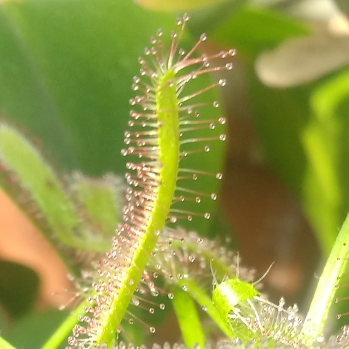 Plant image Drosera Capensis