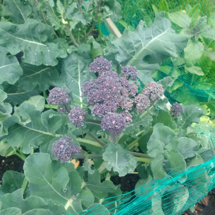 Plant image Brassica oleracea (Italica Group) 'Purple Sprouting'