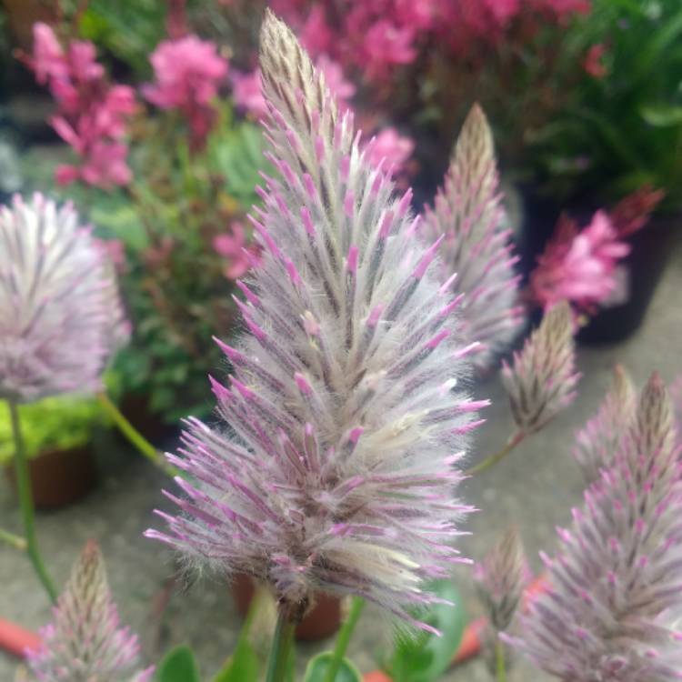 Plant image Ptilotus exaltatus 'Joey'