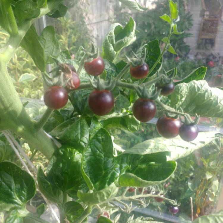 Plant image Solanum lycopersicum 'Indigo Blue Berries'