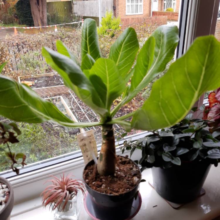 Plant image Brighamia insignis