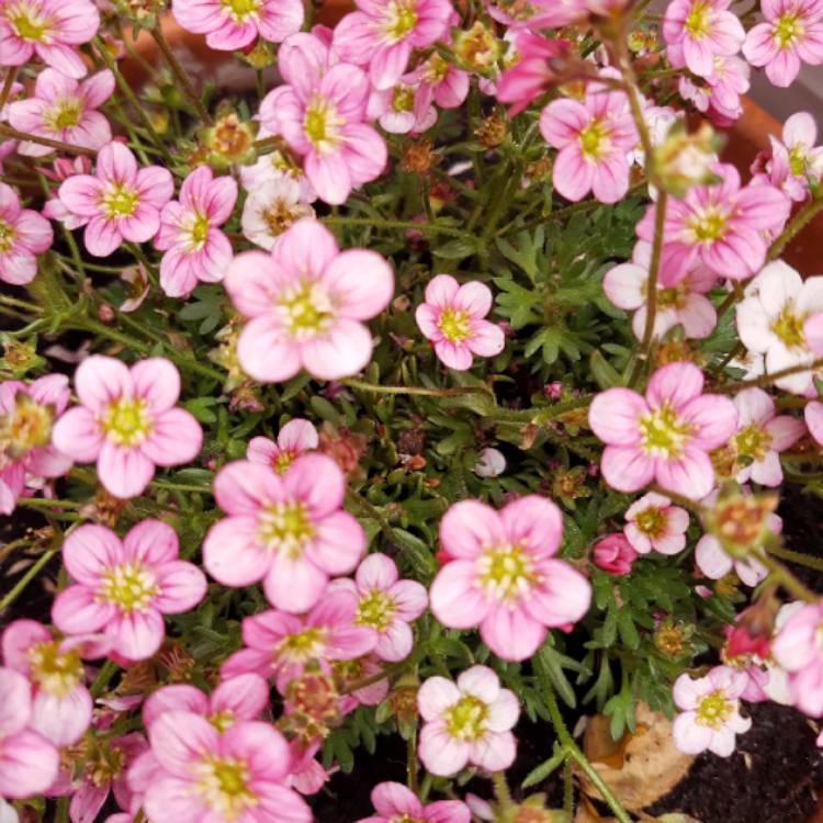 Plant image Saxifraga 'Pink'