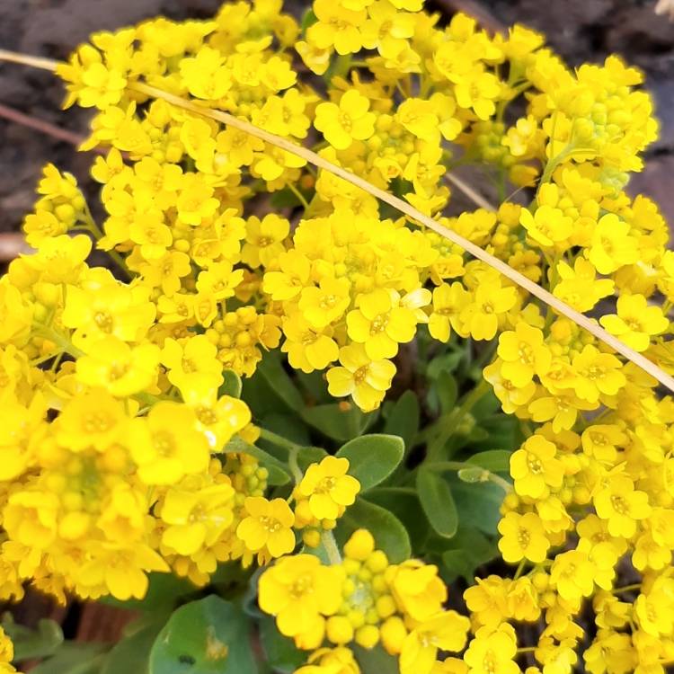 Plant image Aurinia saxatilis 'Gold Cushion'