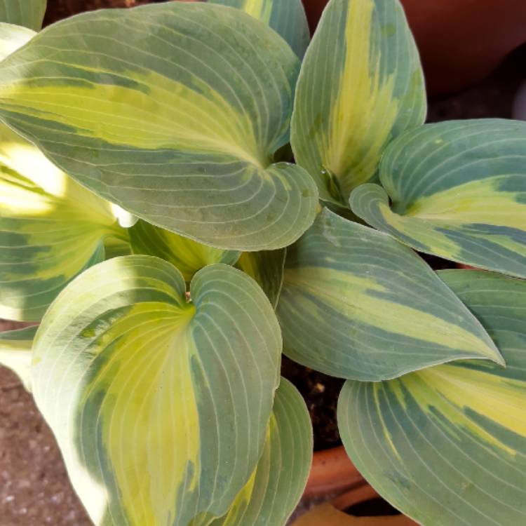 Plant image Hosta 'Dinner Jacket'