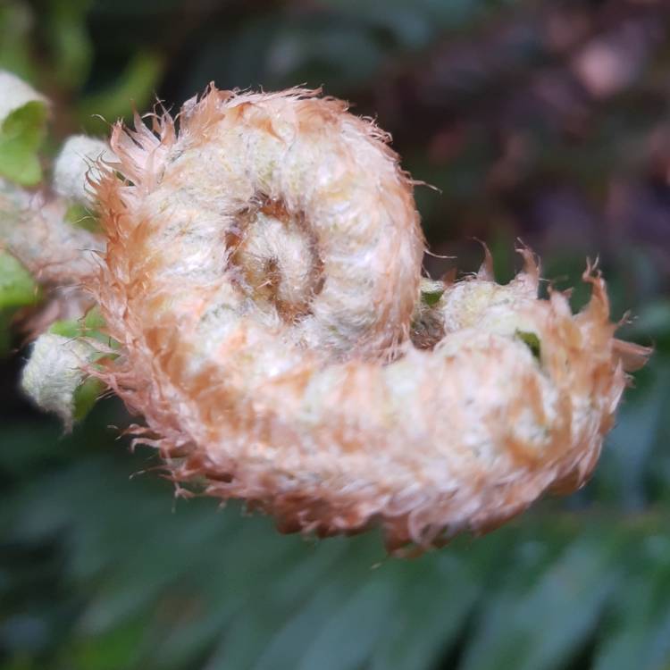 Plant image Polystichum Munitum