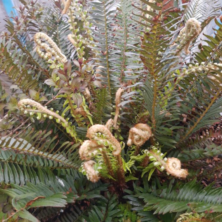 Plant image Polystichum Munitum