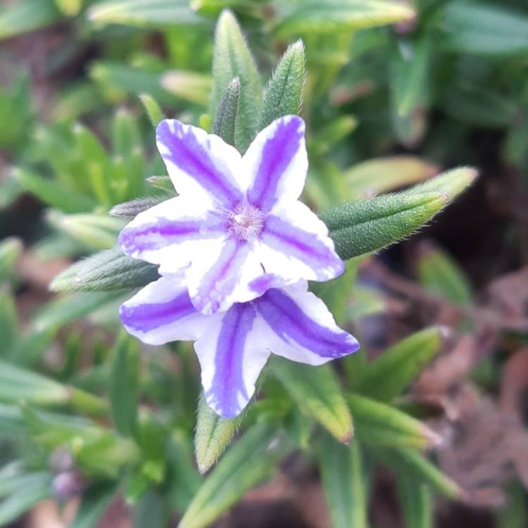 Plant image Lithodora diffusa 'Blue Star'