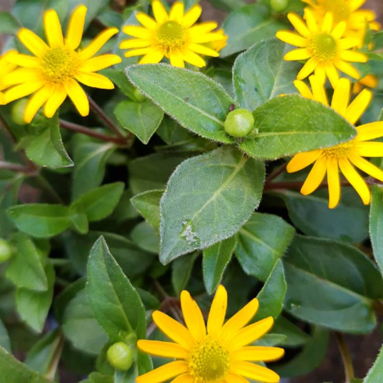 Plant image Sanvitalia procumbens