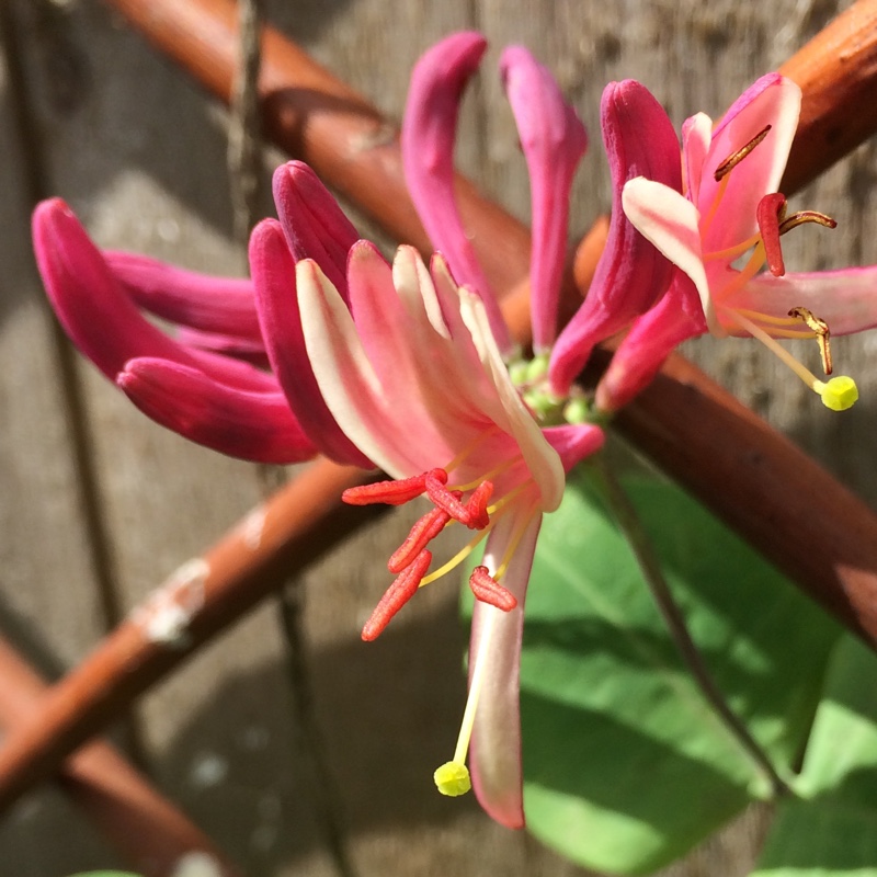 Plant image Lonicera periclymenum 'Serotina' syn. Lonicera periclymenum 'Florida'